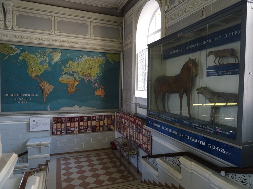 Зоологический музей