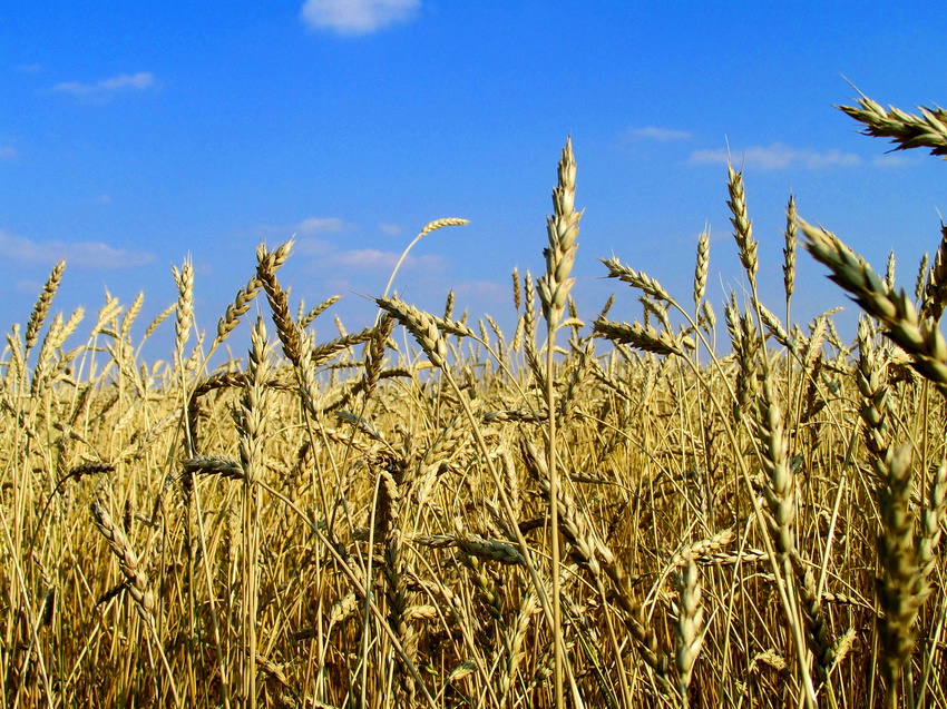 пшеница золотая