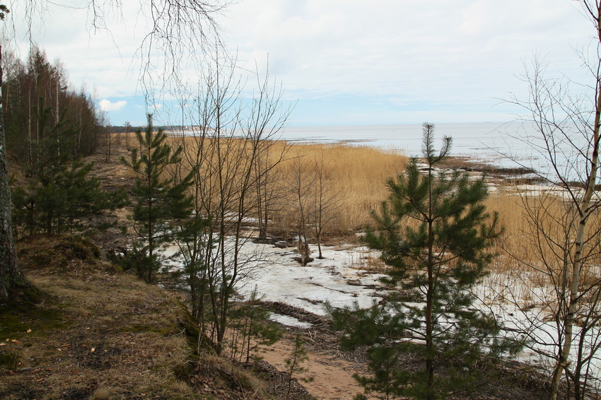 Берег Финского залива рядом с Лебяжьим