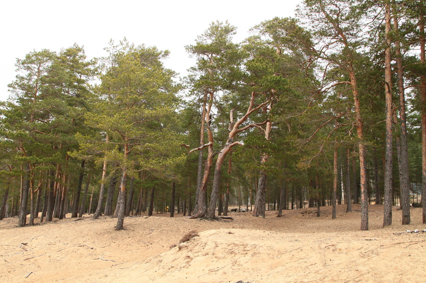 Берег Финского залива рядом с Сосновым Бором