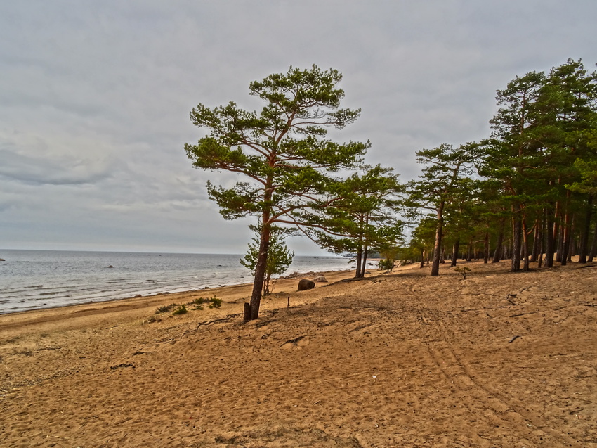 Берег Финского залива рядом с Сосновым Бором