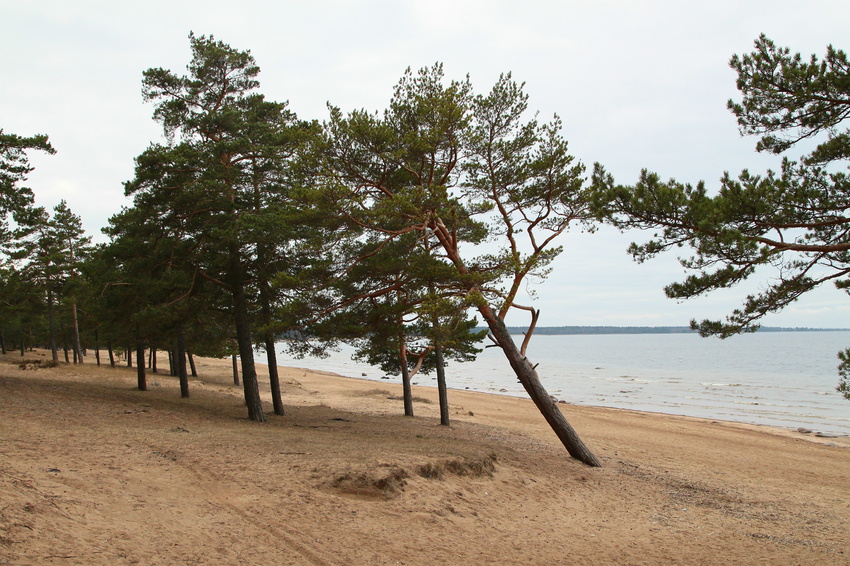 Берег Финского залива рядом с Сосновым Бором