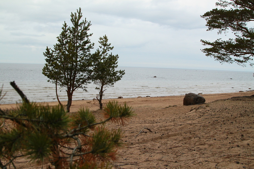 Берег Финского залива рядом с Сосновым Бором
