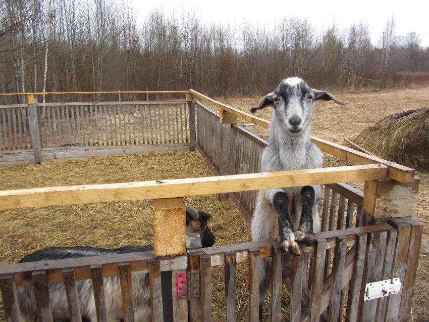 Полоски. Фермерское хозяйство