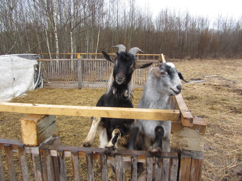 Полоски. Фермерское хозяйство
