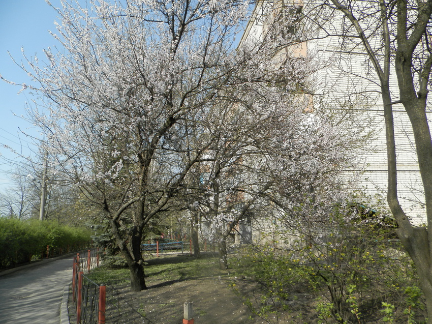 Илларионово.День Авиации и Космонавтики.12 апреля 2016 г. Улица Красина. Цветущие деревья.