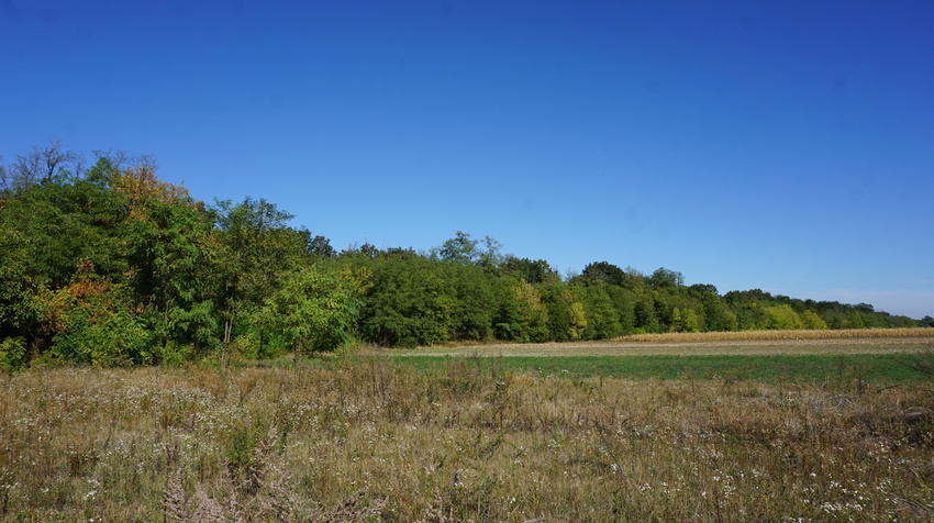 Магалянский лес.