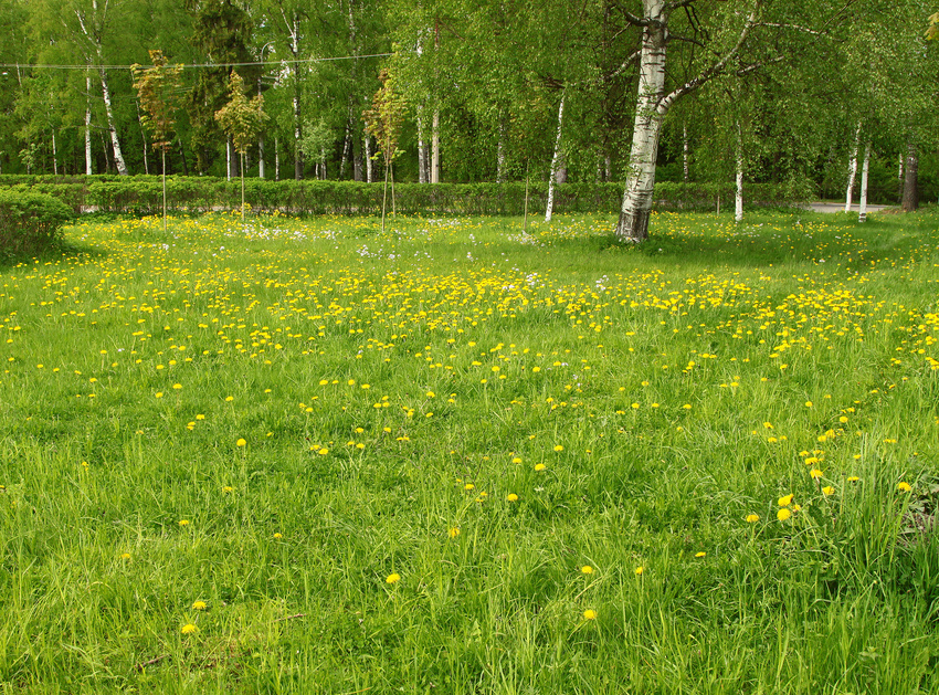 Улица Садовая