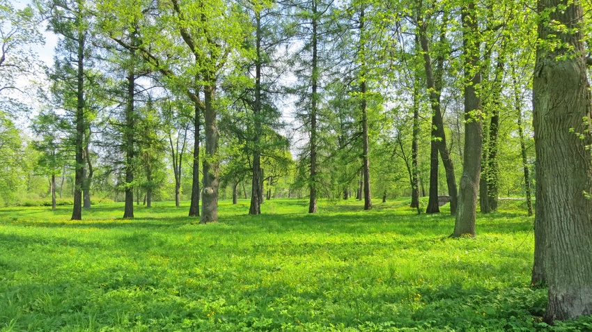 Александровский парк.