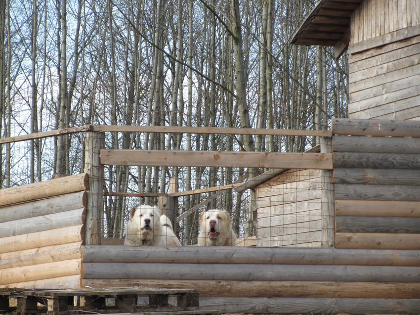 Бараново.  На Ранчо &quot;Рикон&quot;