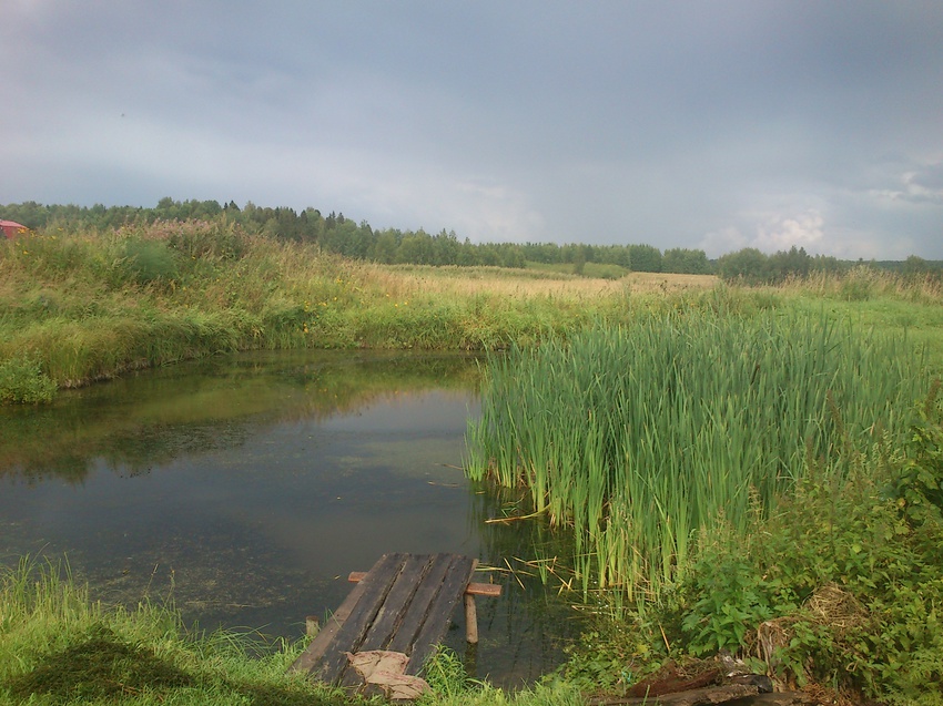 Пруд с карасями!