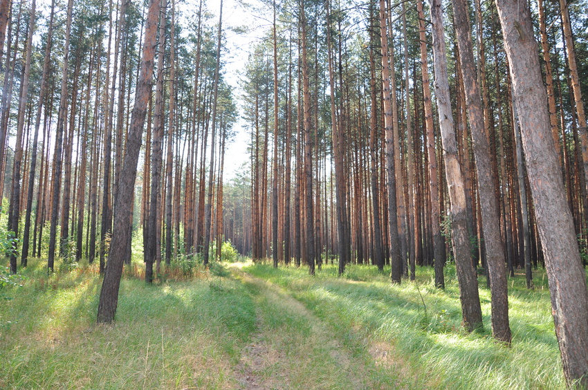 Лес рядом с Троицкой Вихляйкой