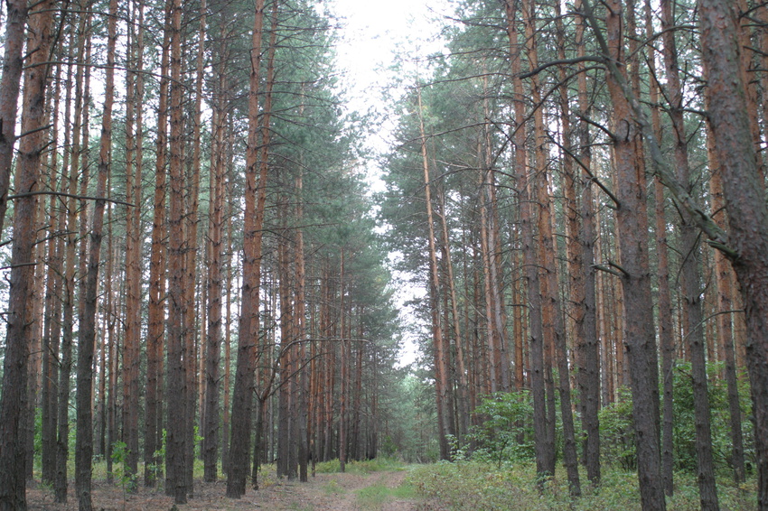 Лес рядом с Троицкой Вихляйкой