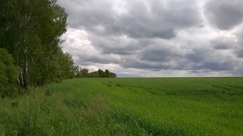 Зелёное пшеничное поле