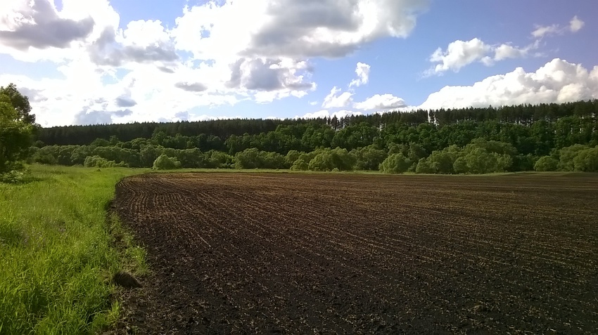 Гречичное поле