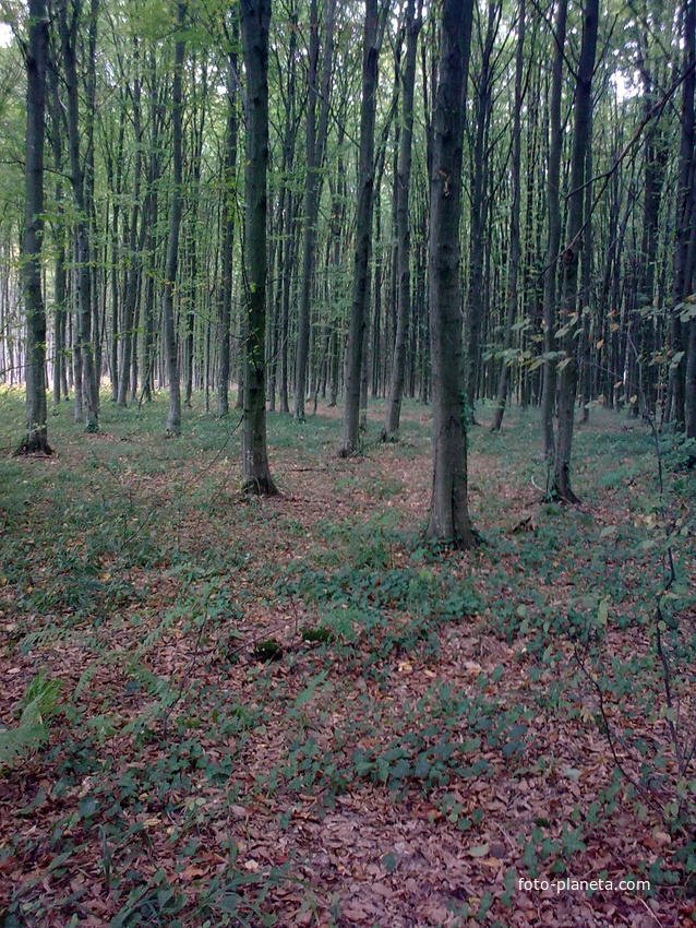 лесо-березовка лес