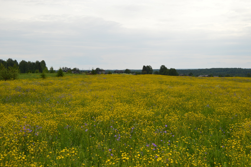 Окрестности деревни Берёзова