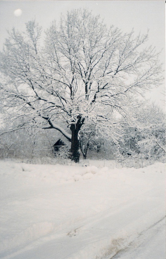 Зимний дуб в саду Ивашковых.
