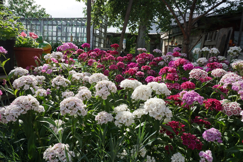 цветы на садовом участке.