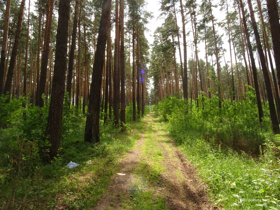 Зеленый Бор. Природа.