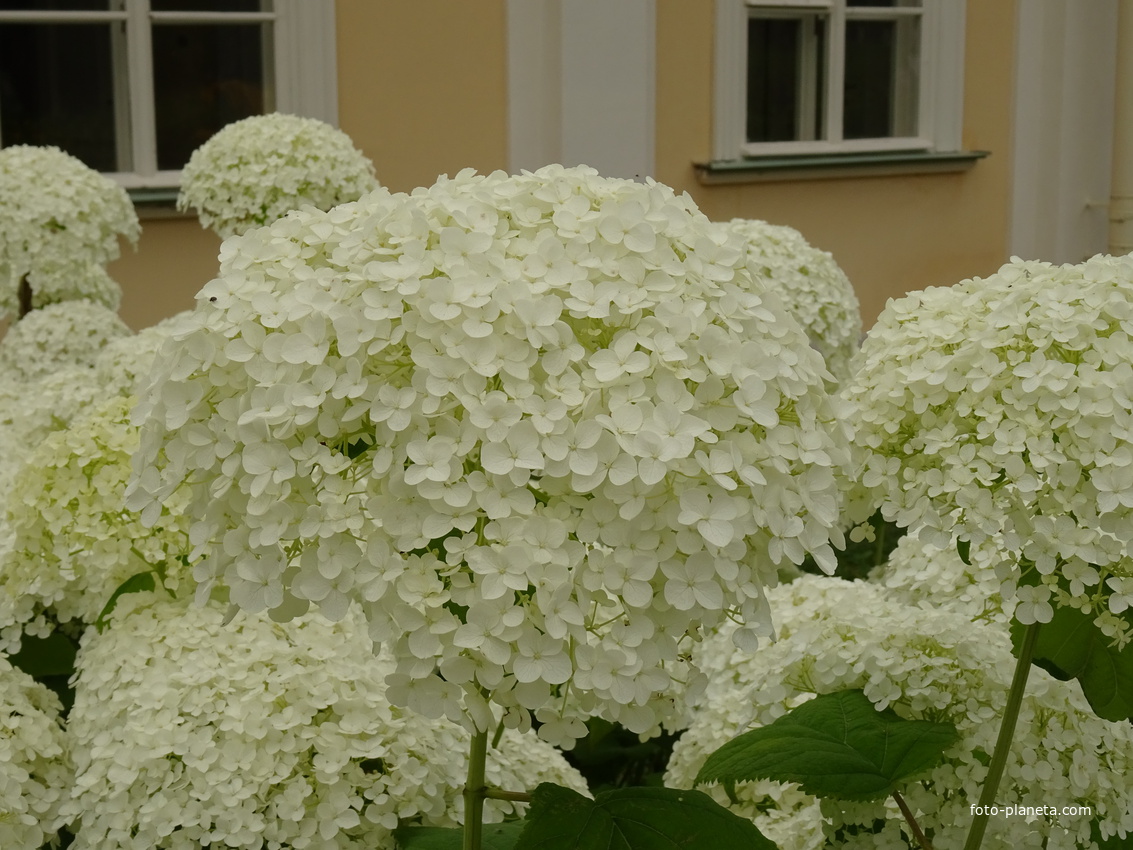Сад Большого Меншиковского дворца