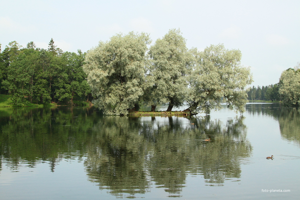 Дворцовый парк. Белое озеро.