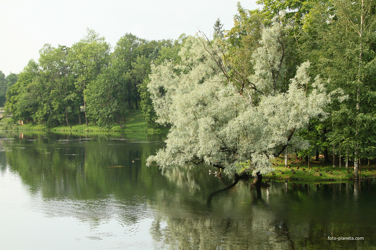 Дворцовый парк. Белое озеро.