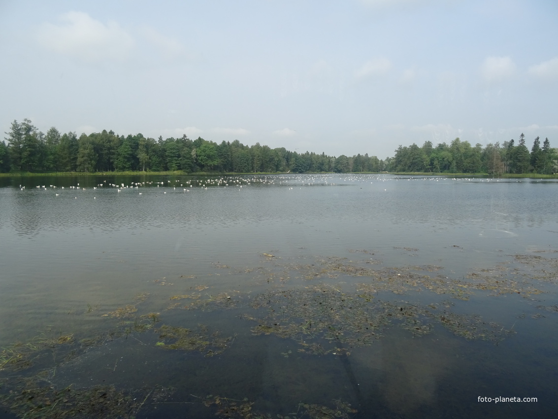 Дворцовый парк. Белое озеро.