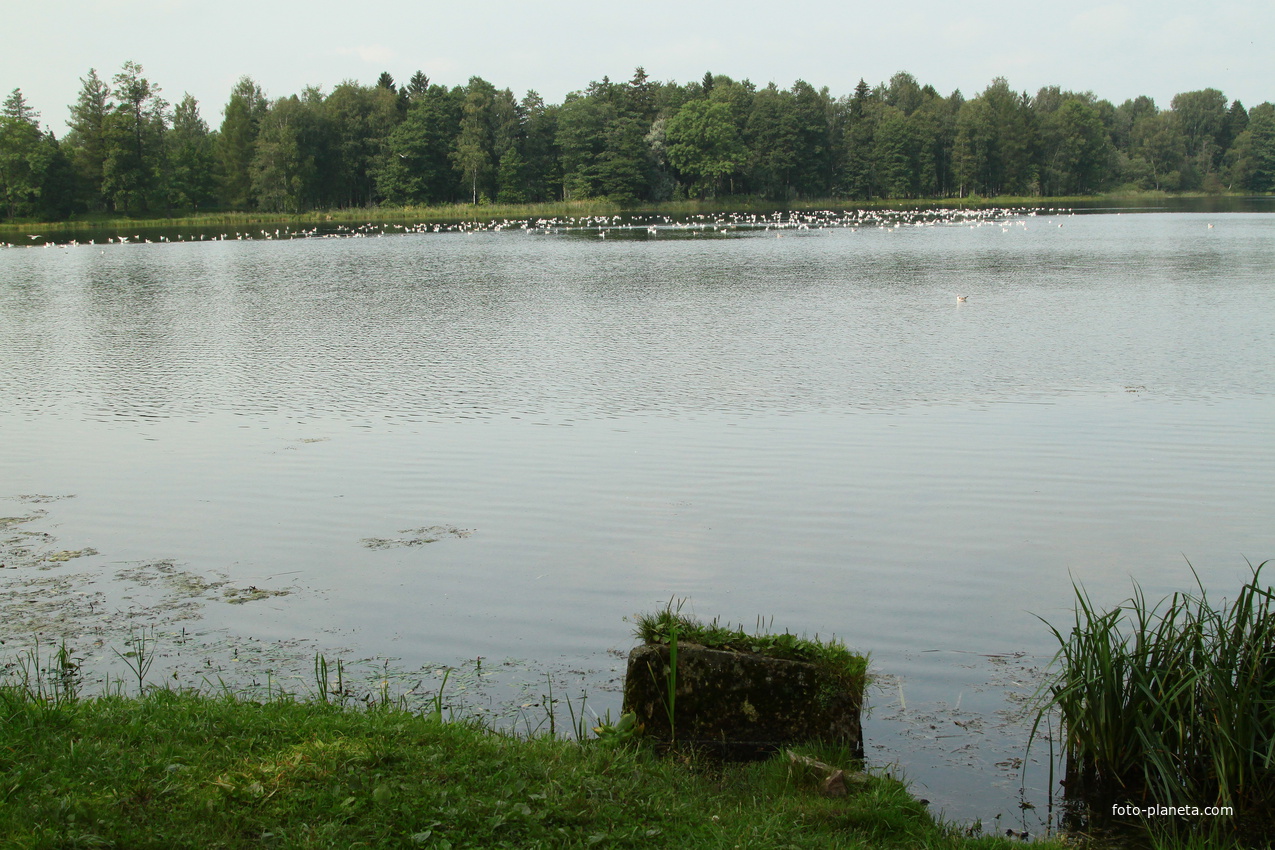 Дворцовый парк. Белое озеро.