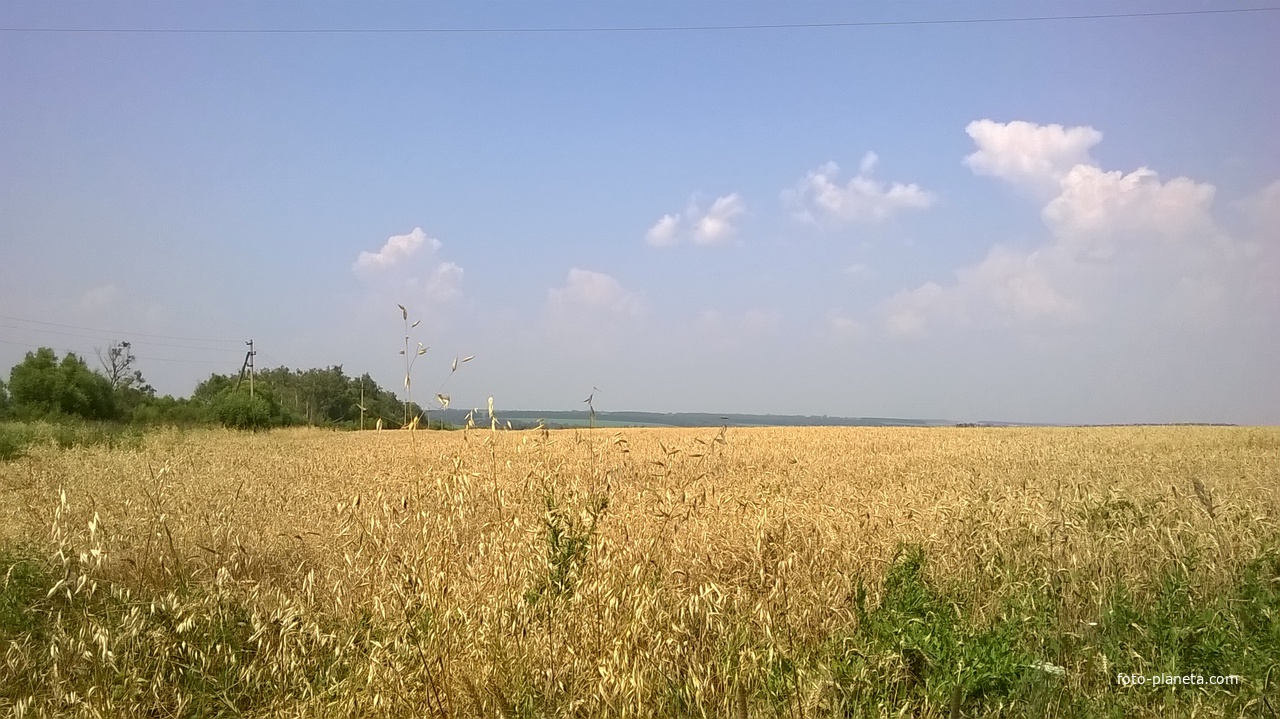 Залотистое пшеничное поле