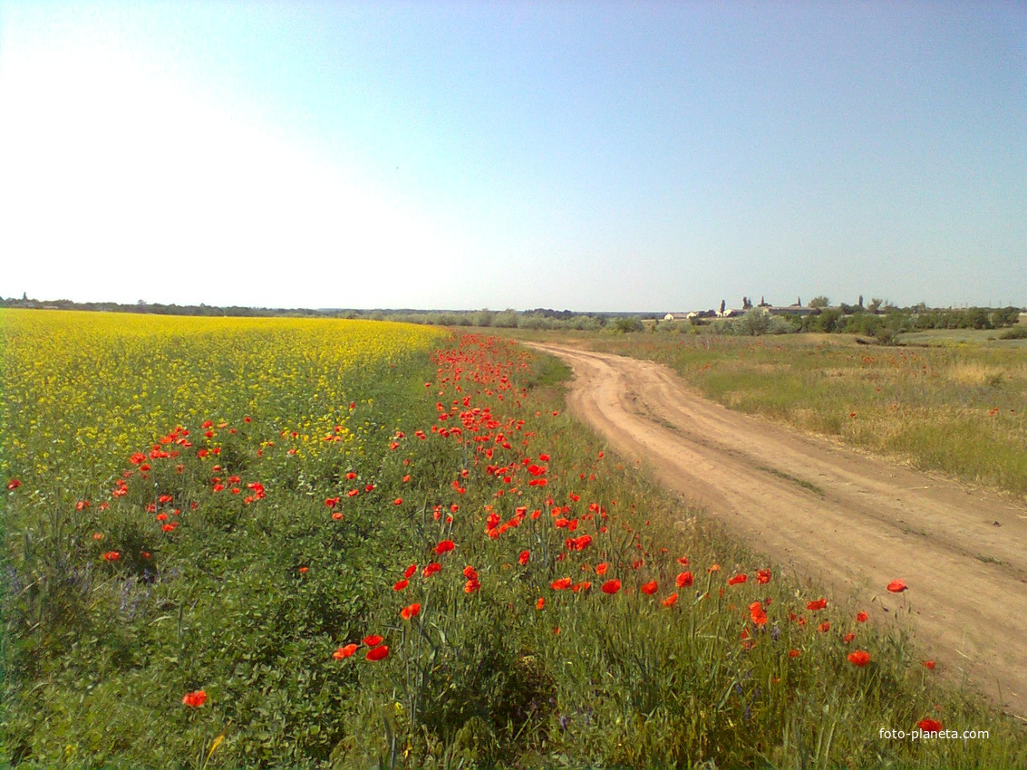 Проселочная дорога на Берислав весною украшается красными маками.