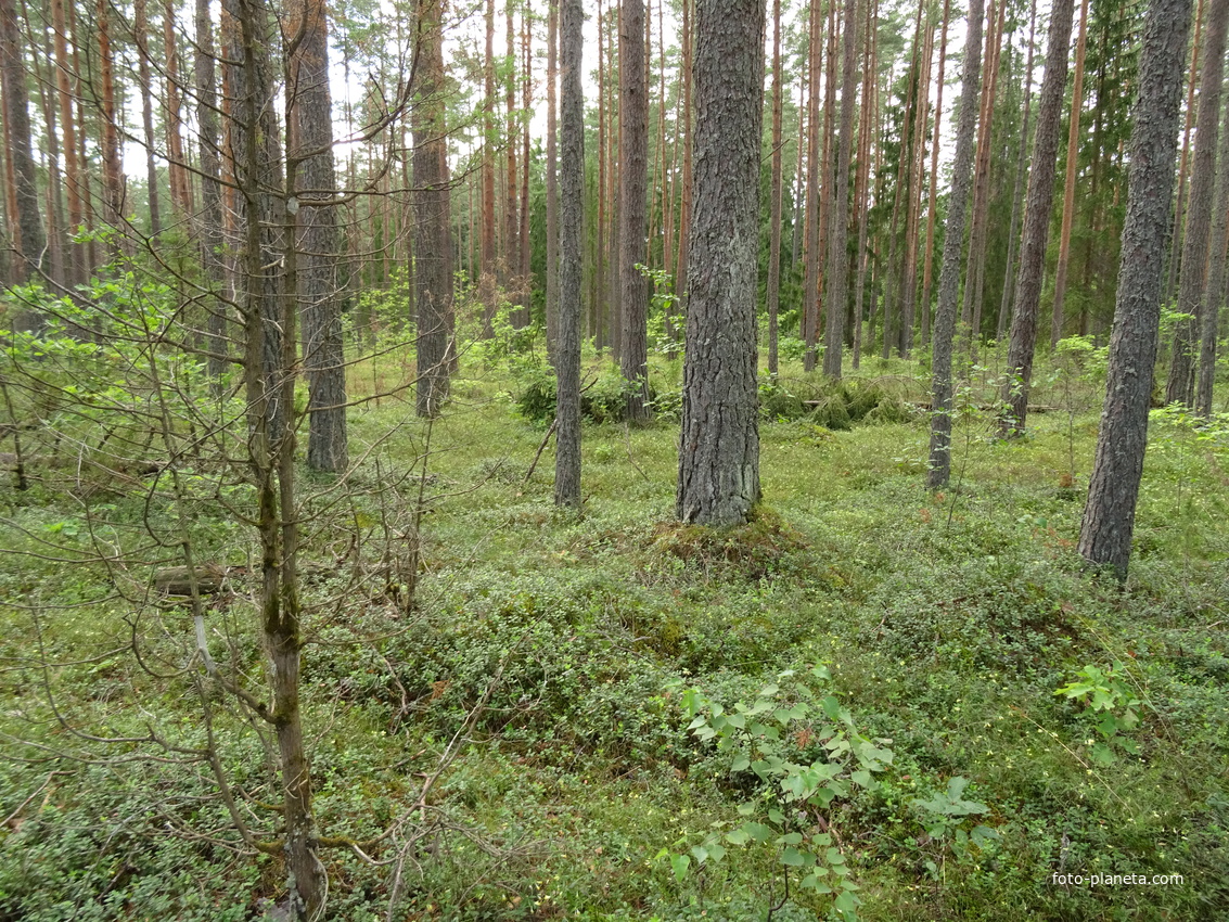 Лес в Низовицах
