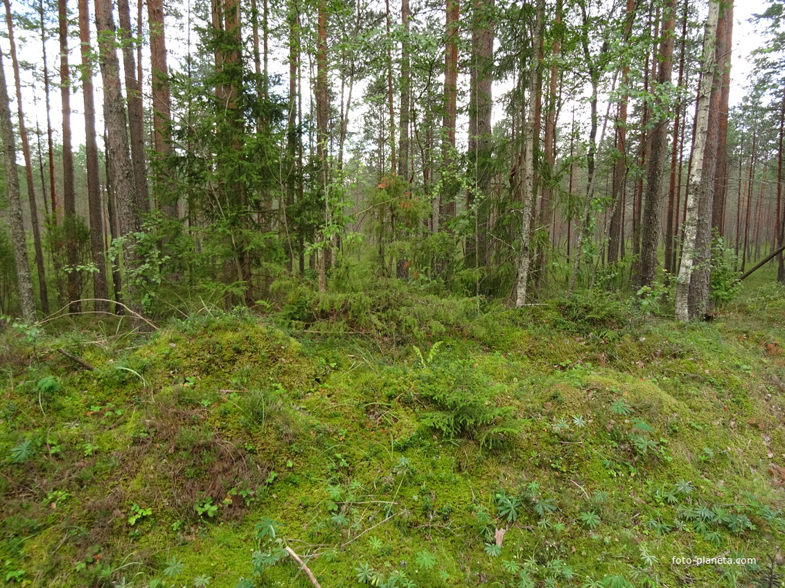 Лес в Ореховцах