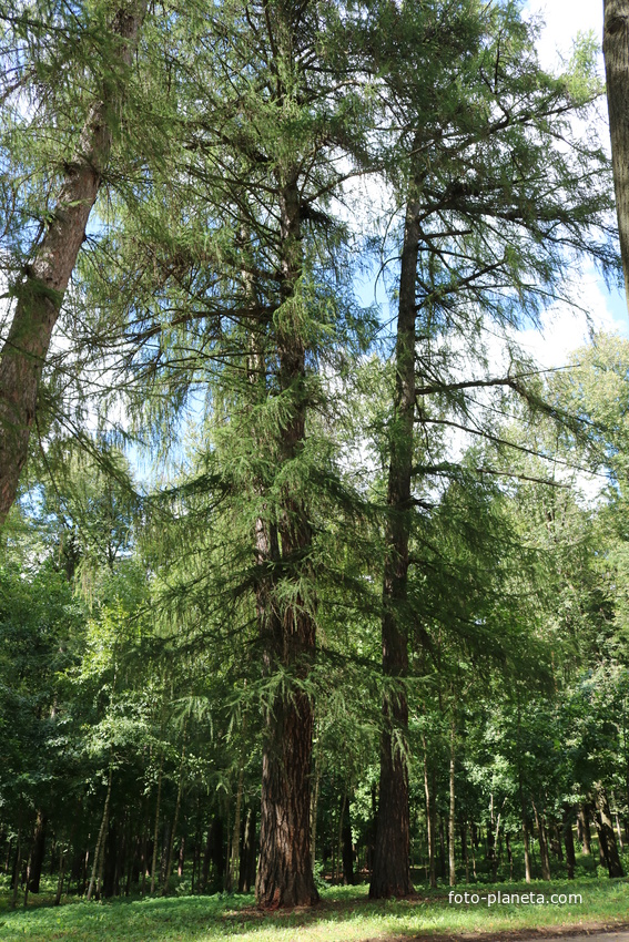 Усадьба Архангельское