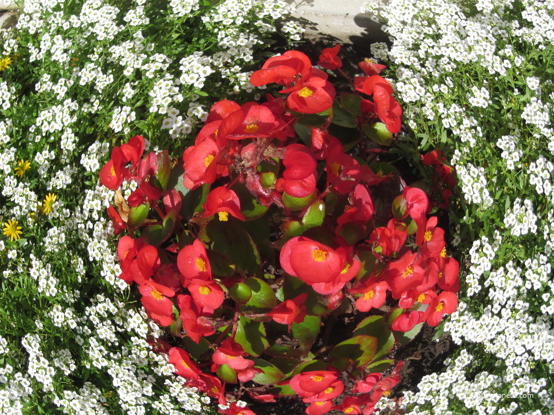 Keskallee, Кохтла-Ярве