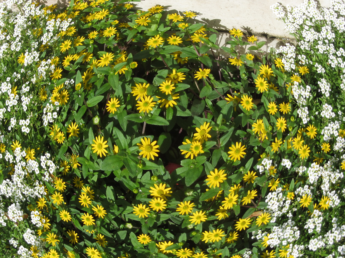 Keskallee, Кохтла-Ярве