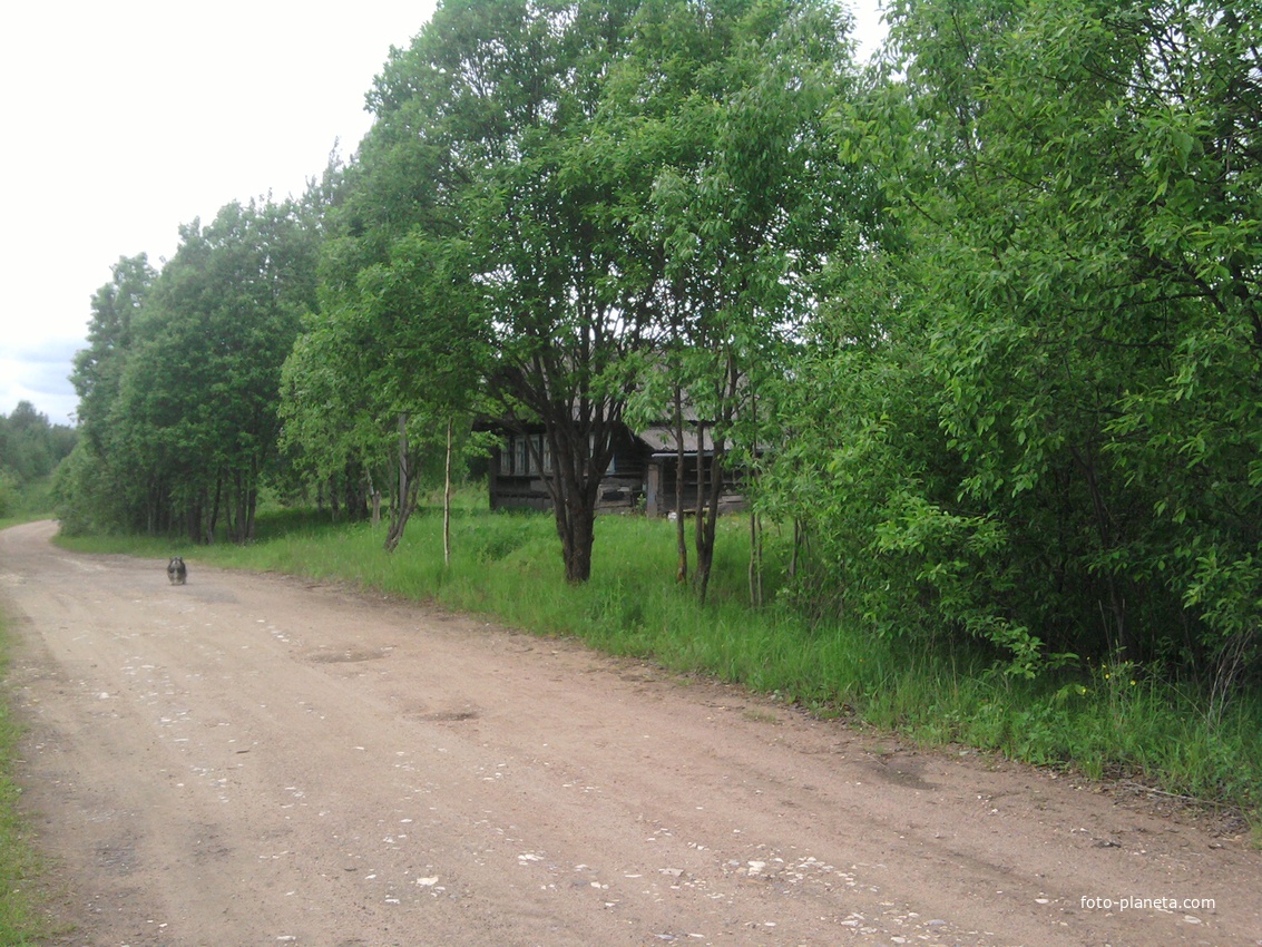 Падбережье ( Налески ) по  дороге  в  деревню  Высокуша