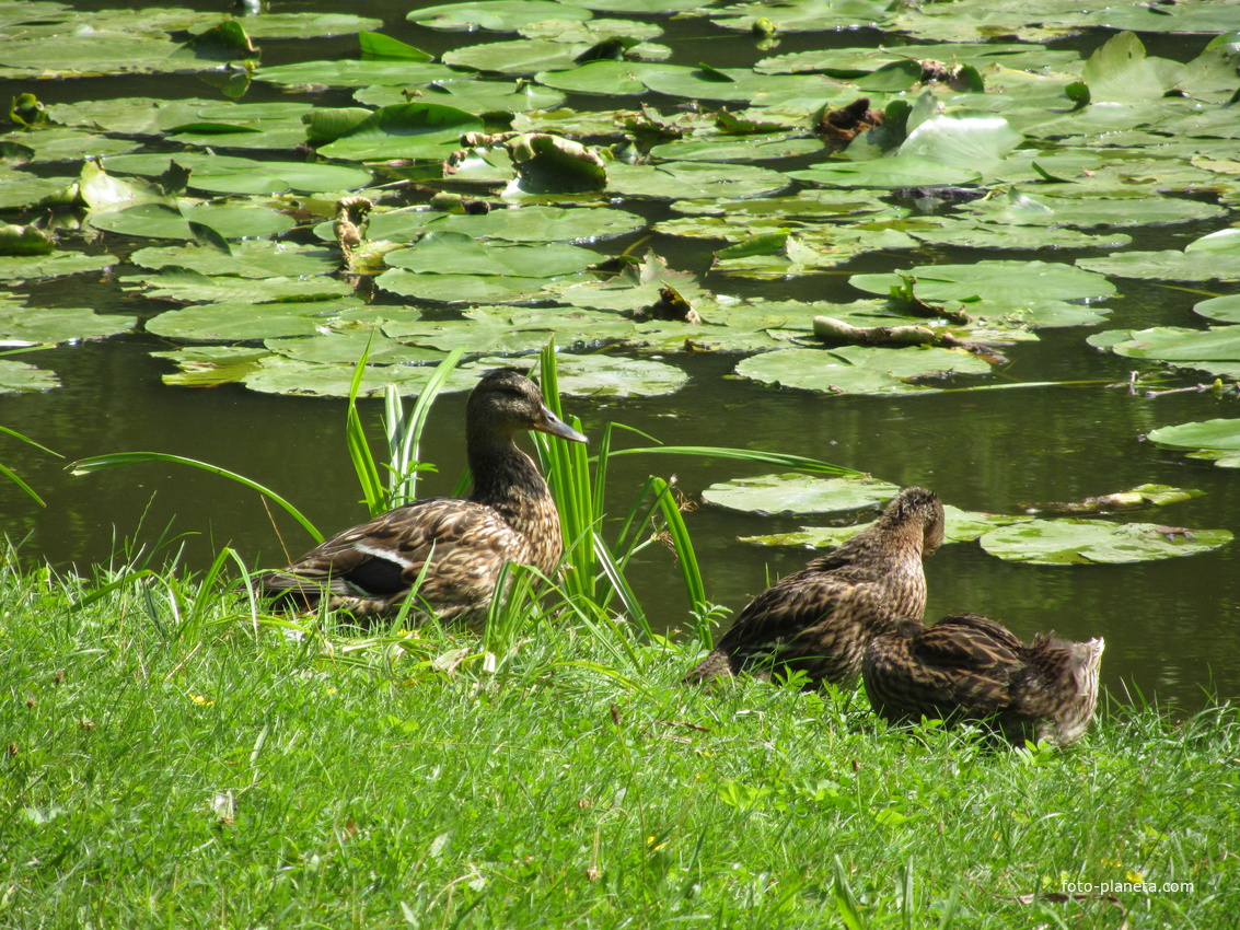 Усть-Нарва, в городском парке