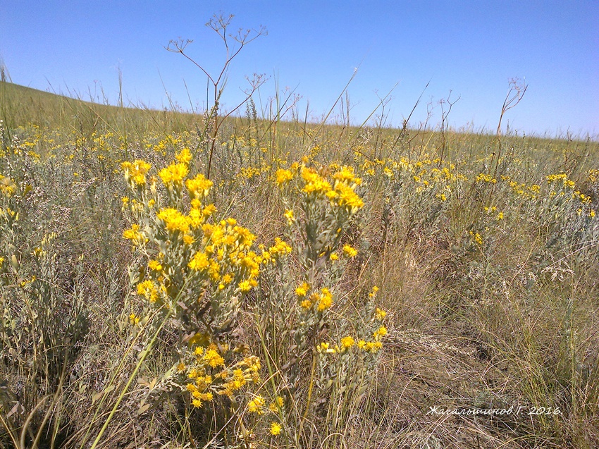 Карабутак, степные растения.