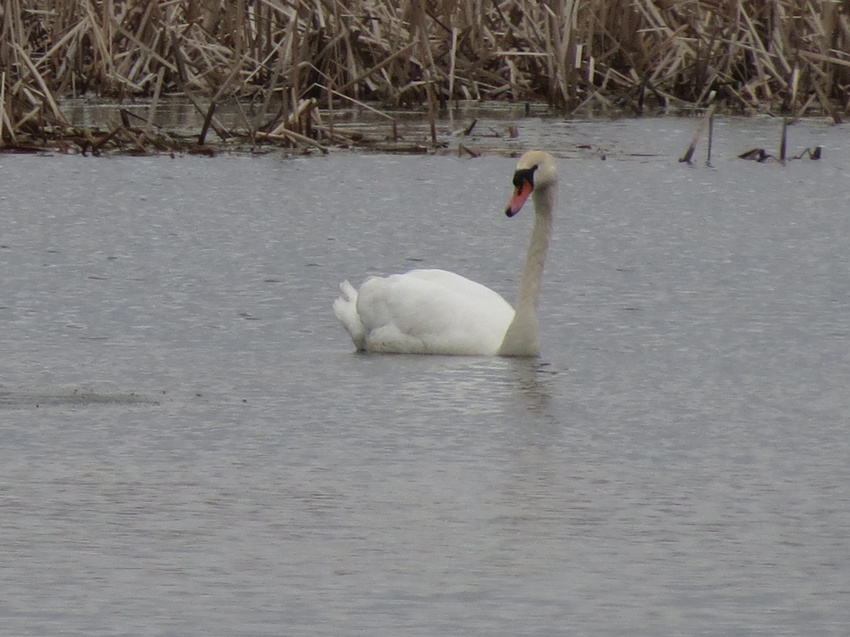На водах Каменки.