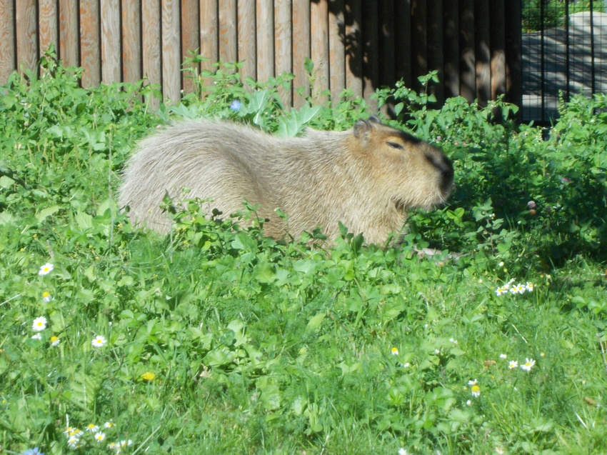 Московский Зоопарк
