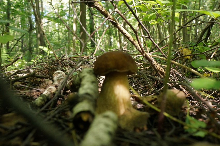 В Белыхенском лесу