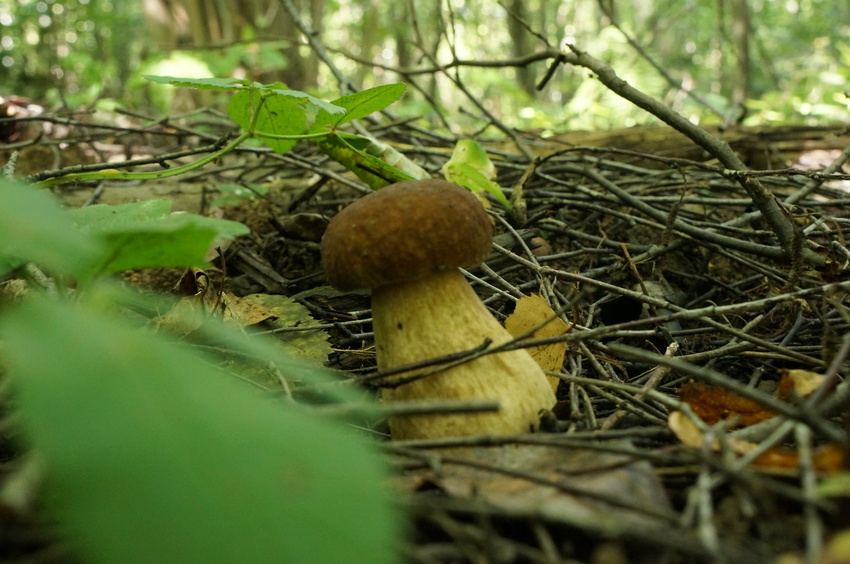 В Белыхенском лесу