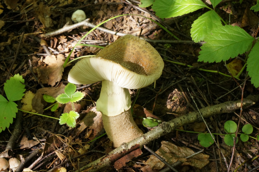 В Белыхенском лесу