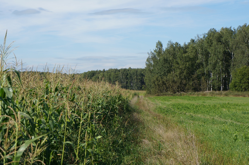 Белыхино, кукурузное поле