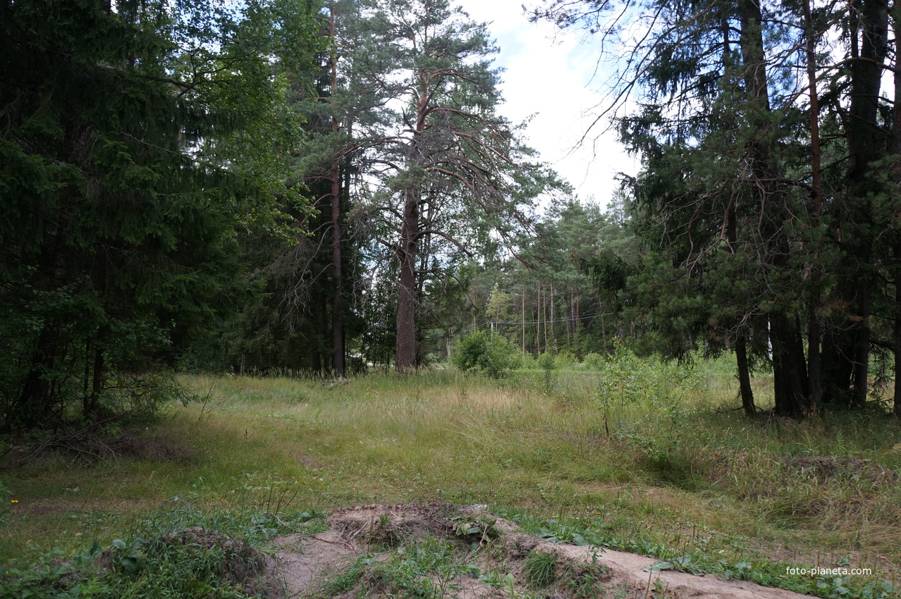 Лес у деревни Самойлиха