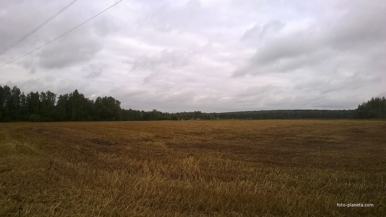 Убранное пшеничное поле