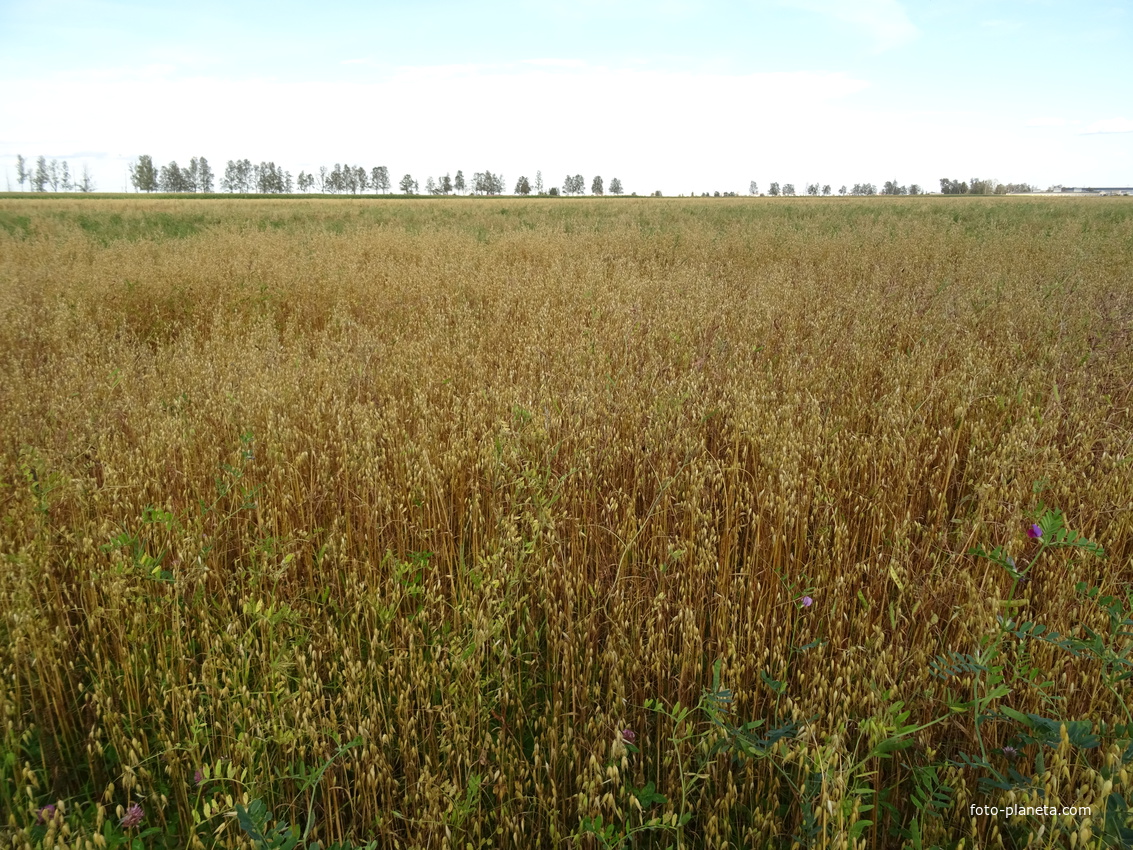 Овсяное поле рядом с Тярлево