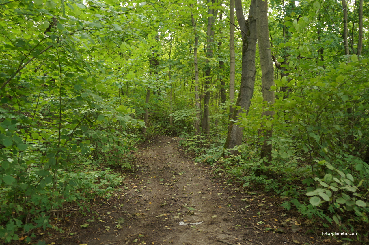 Рыбацкая слобода, лес