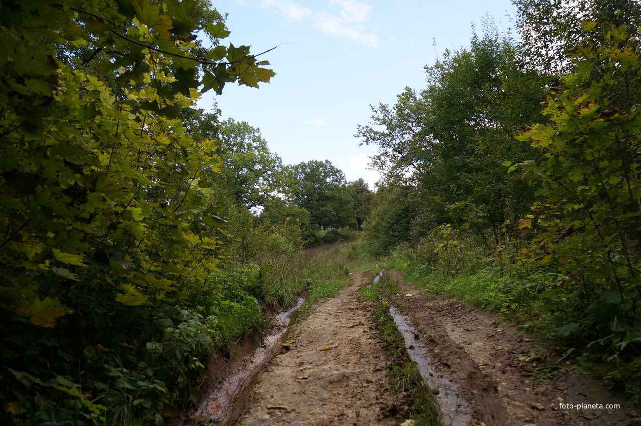 Каширский лес у Оки